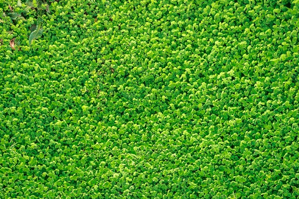 自然 草 植物 分野 写真