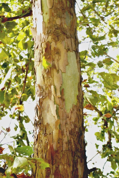 Baum natur wald zweig