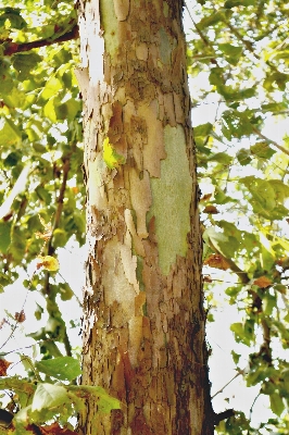 Tree nature forest branch Photo