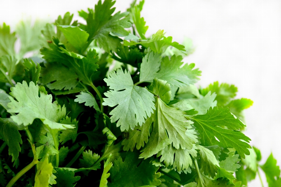 Plant leaf flower dish