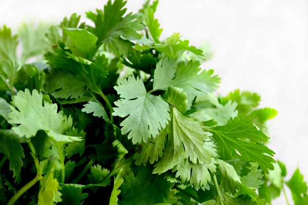 Plant leaf flower dish Photo