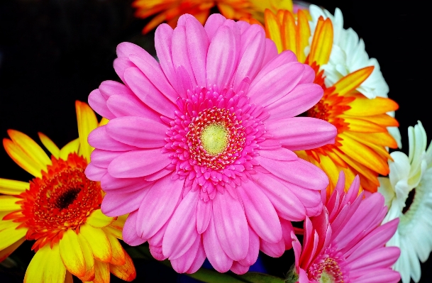 Blossom plant flower petal Photo