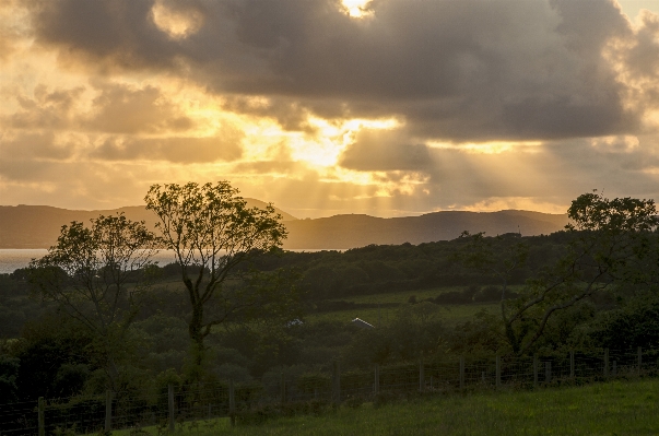 Photo Paysage arbre nature herbe