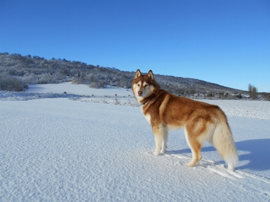 Snow dog pet mammal Photo