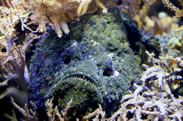 Foto água velho pedra embaixo da agua