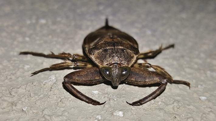 Insect fauna invertebrate close up Photo