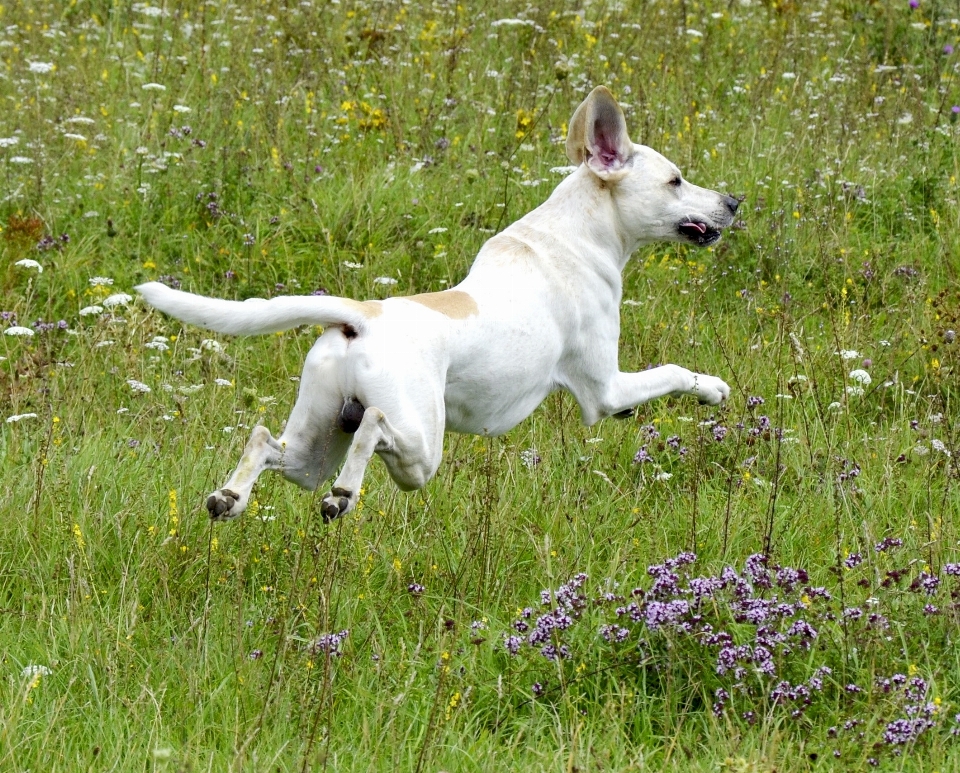 Nature prairie
 jouer chien