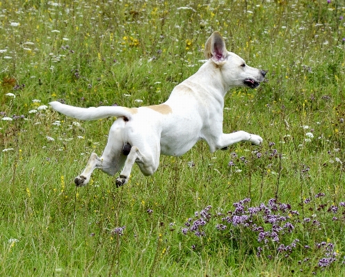 Nature meadow play dog Photo