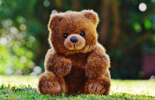 Sweet animal cute bear Photo