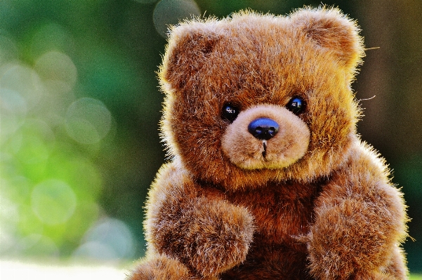 Sweet animal cute bear Photo