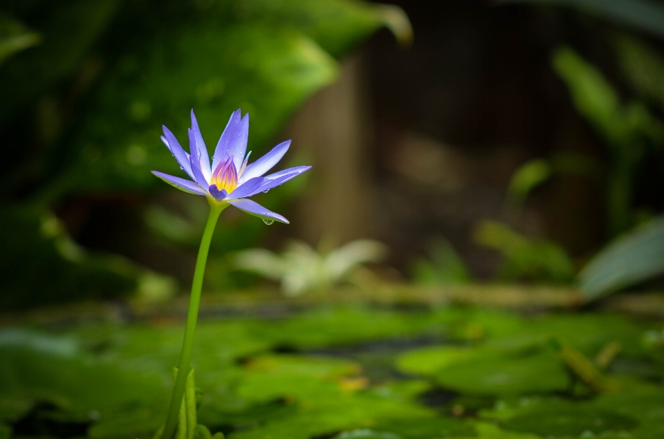 Eau nature herbe extérieur