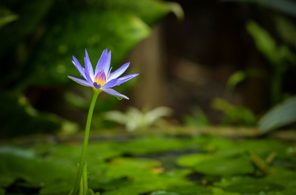 Water nature grass outdoor Photo