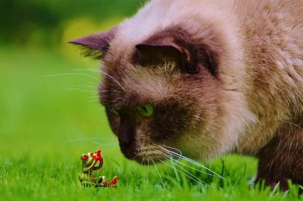 Foto Erba dolce animale carino