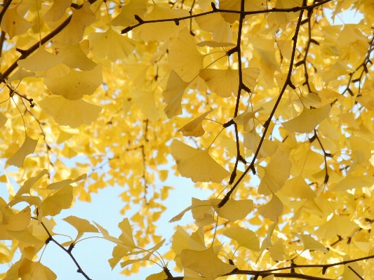 Foto Albero ramo pianta luce del sole