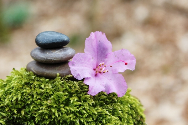 Landscape nature grass blossom Photo