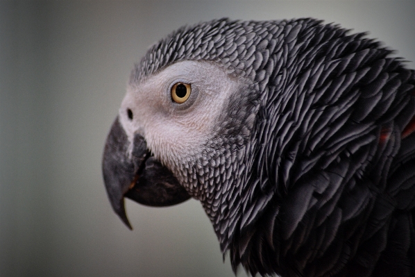 Foto Pájaro ala animal pico