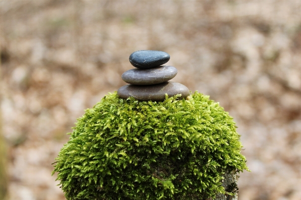 Landschaft baum natur gras Foto