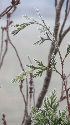 Tree nature branch blossom Photo