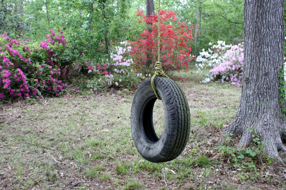 Pohon halaman rumput bunga belakang
