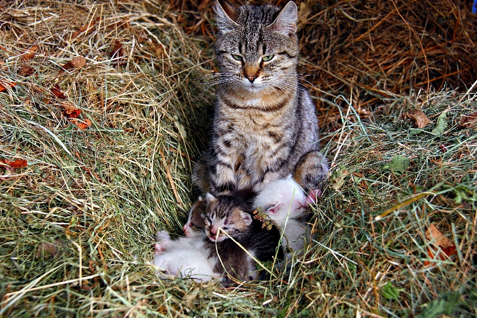 Rumput imut-imut margasatwa anak kucing