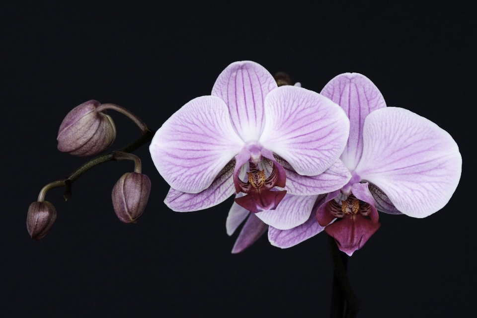 Nature blossom plant flower