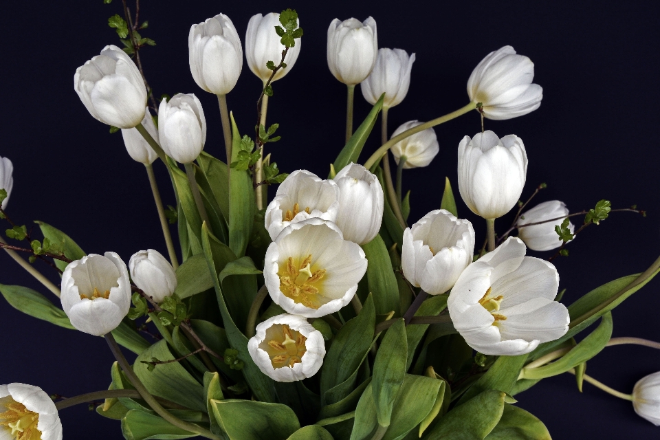 Natur blüte anlage weiss