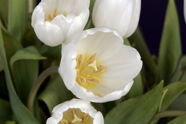 Nature plant white flower Photo