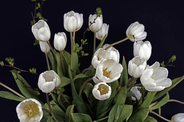 自然 花 植物 白 写真