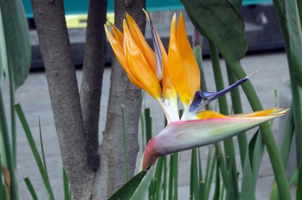 Nature bird plant leaf Photo