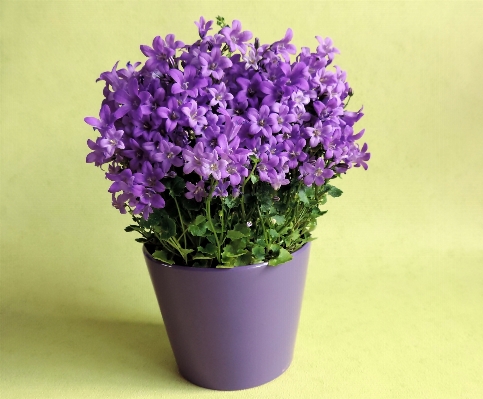 Plant flower purple lavender Photo