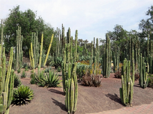 Photo Cactus
 usine pimenter botanique
