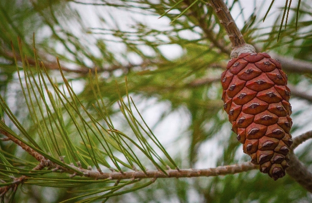 Tree nature branch plant Photo