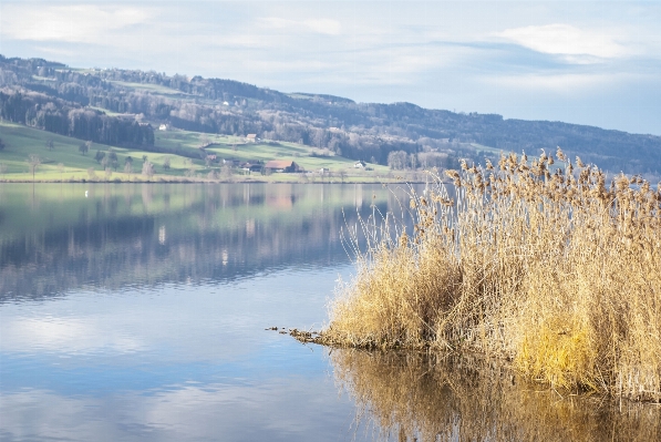 Landscape tree water nature Photo