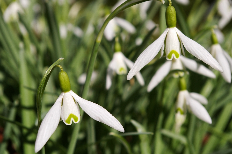 Natur anlage weiss blume