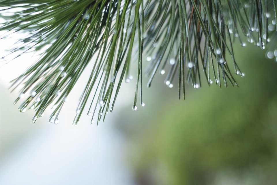 Tree water nature grass