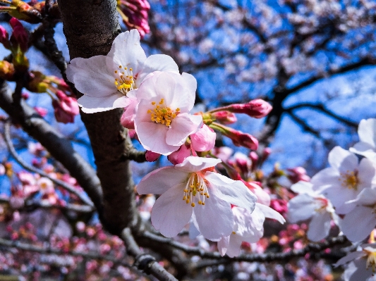 Outdoor branch blossom plant Photo