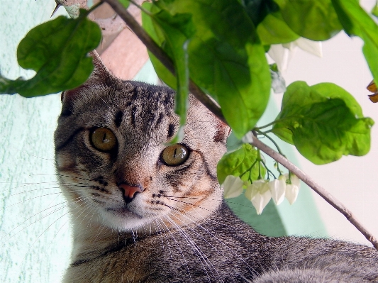 çiçek hayvan evcil kedi yavrusu Fotoğraf