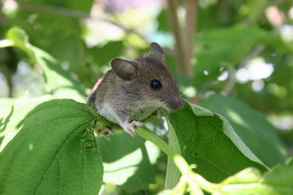 Natur zweig blume maus