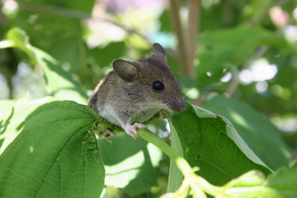 Nature branch flower mouse Photo