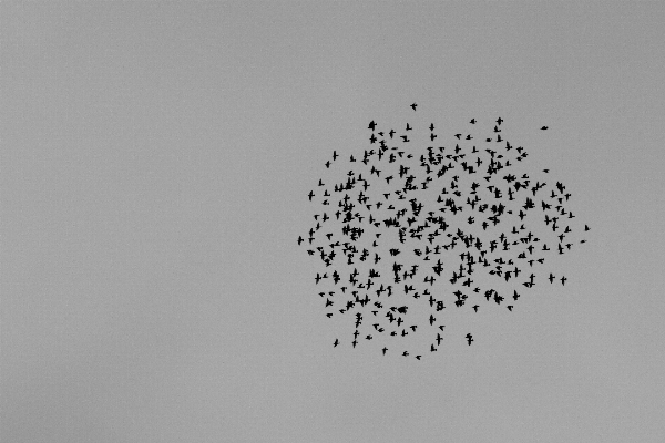 Foto Alam cabang burung hitam dan putih
