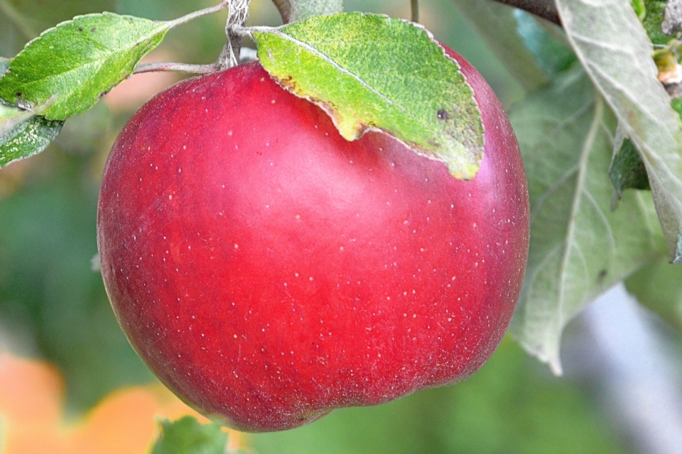 Apple albero pianta frutta