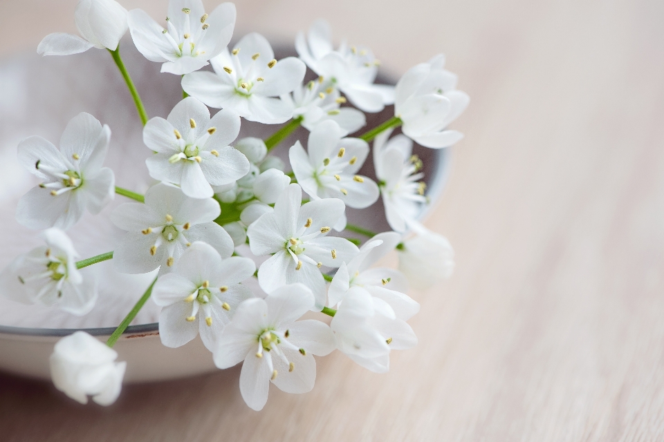 Zweig blüte anlage weiss