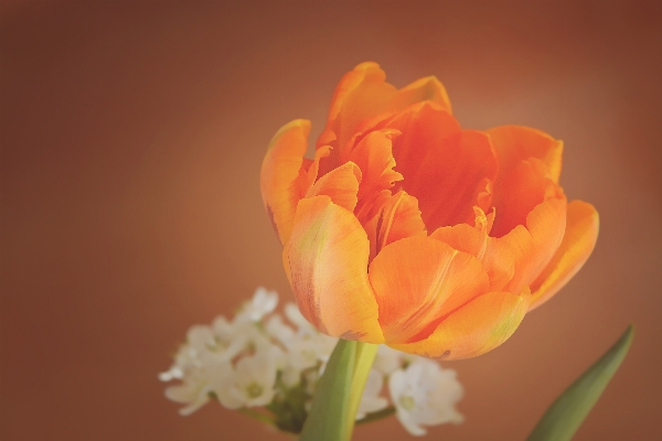 Blüte anlage fotografie blume Foto