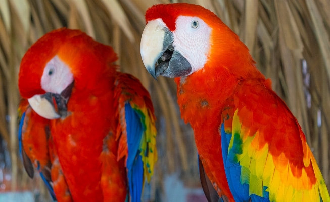 Foto Pássaro bico fauna plumagem
