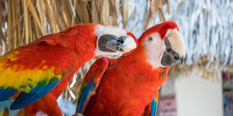 Foto Naturaleza pájaro animal amar