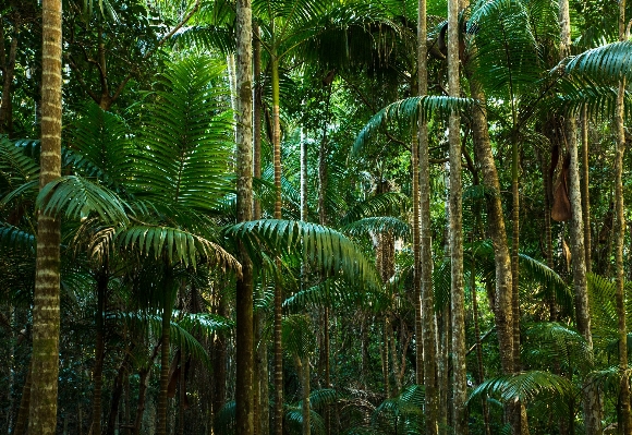 Tree nature forest branch Photo