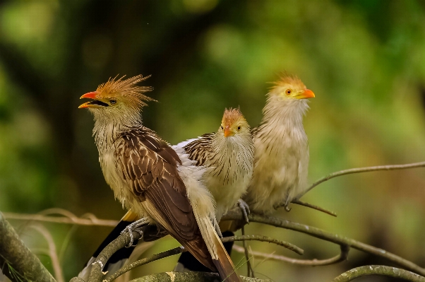 Foto Alam cabang burung margasatwa