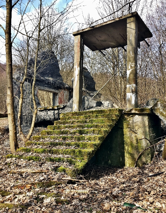 Tree wood house building