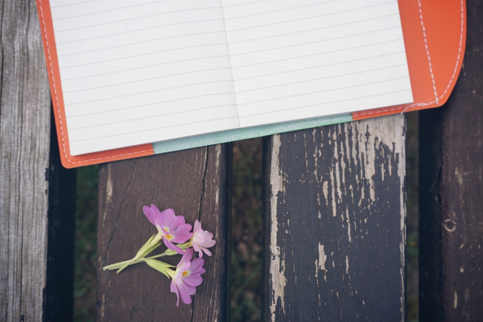 Notebook nature creative plant