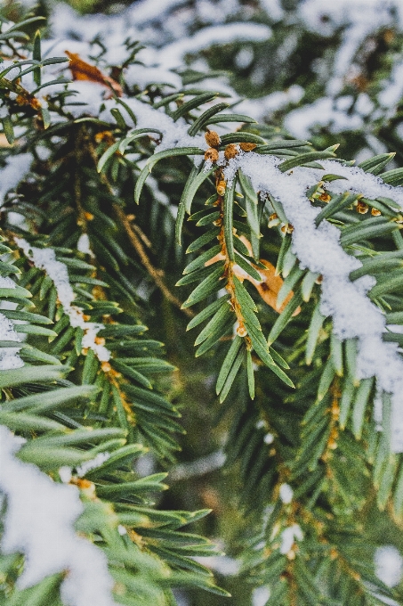 Albero natura ramo nevicare